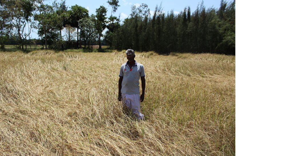 Balasubramaniam Palanisamy, an organic farmer from Chettipayalam village, says: ‘I switched to organic farming 15 years ago which has improved the soil quality to withstand drought. With light showers in the midst, the water was enough to grow traditional. drought-resistant and salt-resistant crop kaivara samba rice. Organic farmers in this region survived the drought this year.’